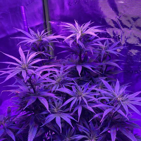 GSC x Jack Herer growlog photo: Switching to flower - 12/12 hours