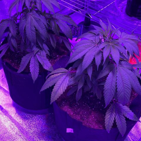 Nuken growlog photo: Transplanted into 5 gallon grow bags