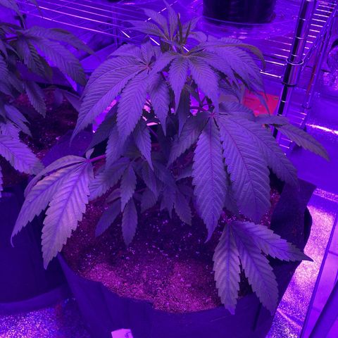 Nuken growlog photo: Transplanted into 5 gallon grow bags