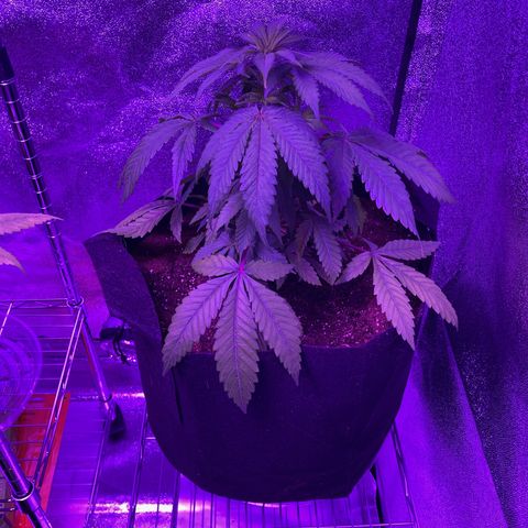 Nuken growlog photo: Transplanted into 5 gallon grow bags