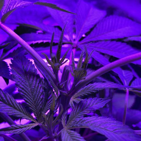 Nuken growlog photo: Topped all 4 Nuken plants