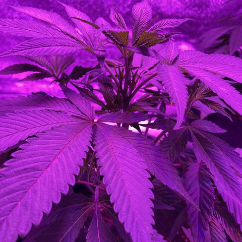 Nuken growlog photo: Topped all 4 Nuken plants
