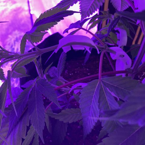 Nuken growlog photo: I’ll take another pick in 24 hours to see the difference.  You can see how the lower portion is opened up while the top was still to be done.  Will drive these stems horizontal for 2 weeks or so.