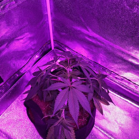 Nuken growlog photo: I’ll take another pick in 24 hours to see the difference.  You can see how the lower portion is opened up while the top was still to be done.  Will drive these stems horizontal for 2 weeks or so.