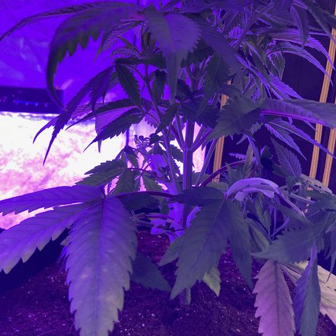 Nuken growlog photo: I’ll take another pick in 24 hours to see the difference.  You can see how the lower portion is opened up while the top was still to be done.  Will drive these stems horizontal for 2 weeks or so.