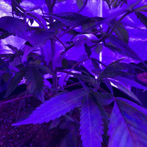 Nuken growlog photo: Recovered from the lst clips fairly quickly.  I made the mistake of doing this about 3 hours before it was lights out.  Probably should have done it in the am so it would have the day to stretch back out, but these look fine.  Will add more as they stretch out trying to keep the lower half growing horizontally 
