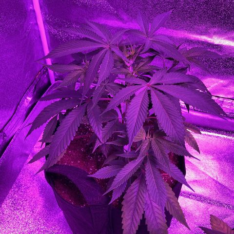 Nuken growlog photo: Recovered from the lst clips fairly quickly.  I made the mistake of doing this about 3 hours before it was lights out.  Probably should have done it in the am so it would have the day to stretch back out, but these look fine.  Will add more as they stretch out trying to keep the lower half growing horizontally 
