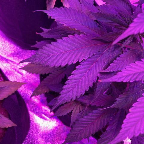 Nuken growlog photo: Holding on nutrients for watering today.  Minor yellow tips and one fan leaf has colour on the edges.  Need to compare the deficiencies book to see what this may be.  Last nutrients - although half, included some bloom in there as it was from the mature plant nutrients.  Either potassium or phosphorus issue is where I’m leaning, albeit minor.