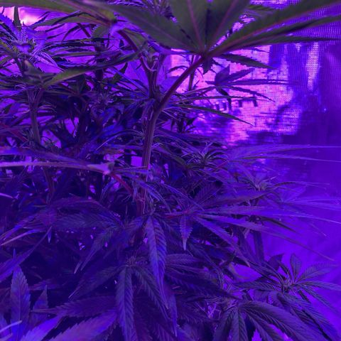 GSC x Jack Herer growlog photo: Starting to fill in on the stalks