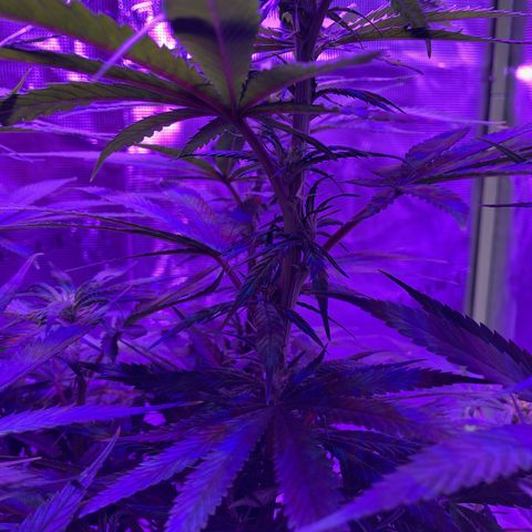 GSC x Jack Herer growlog photo: Starting to fill in on the stalks