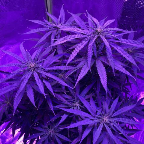 GSC x Jack Herer growlog photo: Starting to fill in on the stalks