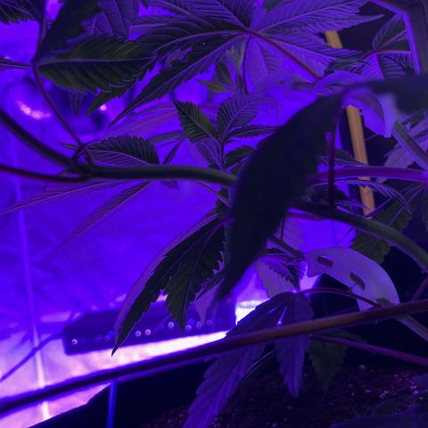 Nuken growlog photo: Lst clips have shaped the stems.  Removed them to allow growth.  They’ve opened up the branches and maneuvered their buds nicely.  7 to 10 days max as they may cut into the stem as it grows bigger.  
