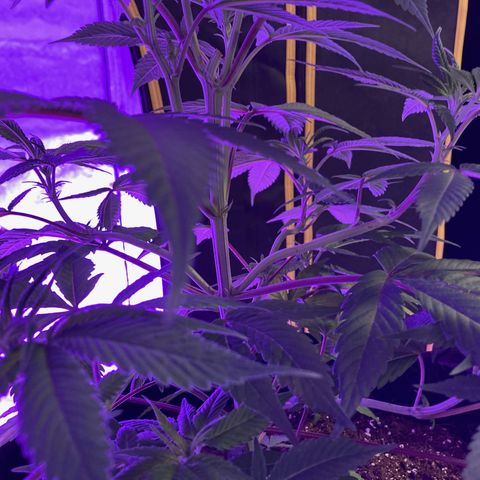 Nuken growlog photo: Lst clips have shaped the stems.  Removed them to allow growth.  They’ve opened up the branches and maneuvered their buds nicely.  7 to 10 days max as they may cut into the stem as it grows bigger.  