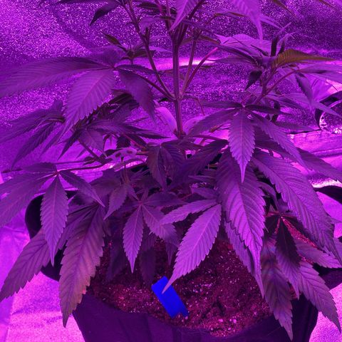 Nuken growlog photo: Lst clips have shaped the stems.  Removed them to allow growth.  They’ve opened up the branches and maneuvered their buds nicely.  7 to 10 days max as they may cut into the stem as it grows bigger.  