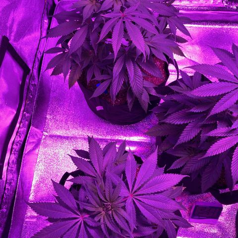 Nuken growlog photo: Lst clips have shaped the stems.  Removed them to allow growth.  They’ve opened up the branches and maneuvered their buds nicely.  7 to 10 days max as they may cut into the stem as it grows bigger.  