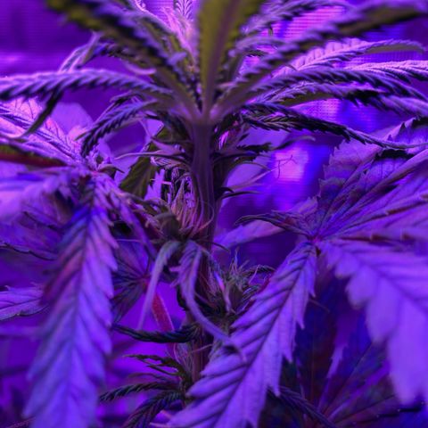GSC x Jack Herer growlog photo: 2nd week in flower.  Pistilles forming at all nodes on the stem.  Tops getting more full.  Blank spots on the stem starting to fill in more. *photos original.  Colours due to led lights.