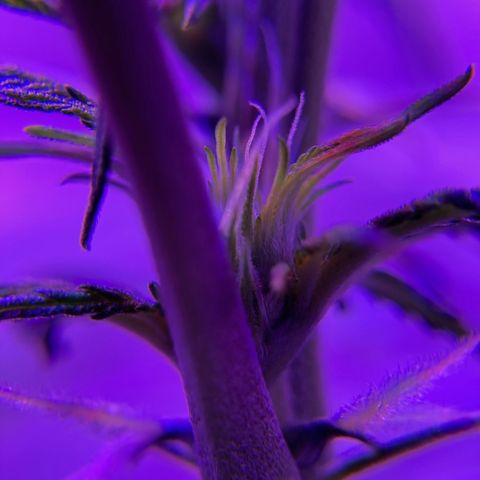 GSC x Jack Herer growlog photo: 2nd week in flower.  Pistilles forming at all nodes on the stem.  Tops getting more full.  Blank spots on the stem starting to fill in more. *photos original.  Colours due to led lights.