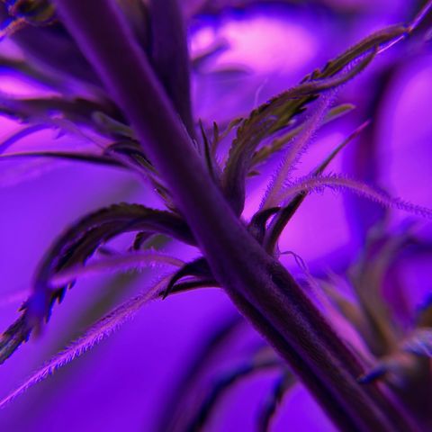 GSC x Jack Herer growlog photo: 2nd week in flower.  Pistilles forming at all nodes on the stem.  Tops getting more full.  Blank spots on the stem starting to fill in more. *photos original.  Colours due to led lights.