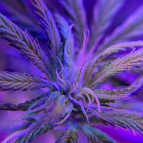 GSC x Jack Herer growlog photo: 2nd week in flower.  Pistilles forming at all nodes on the stem.  Tops getting more full.  Blank spots on the stem starting to fill in more. *photos original.  Colours due to led lights.