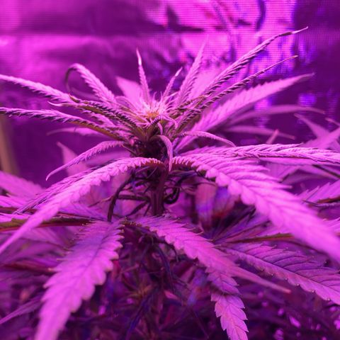 GSC x Jack Herer growlog photo: End of 2nd week in flower