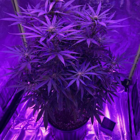 GSC x Jack Herer growlog photo: End of 2nd week in flower