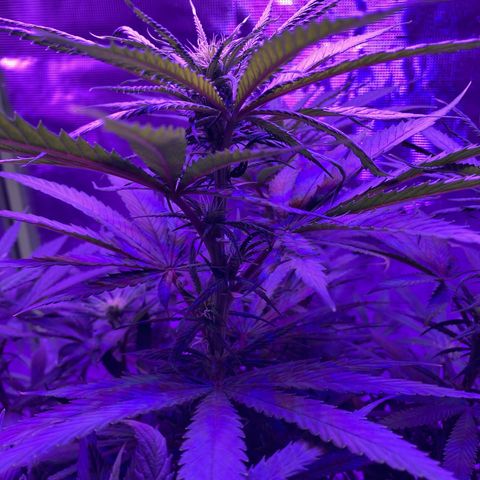 GSC x Jack Herer growlog photo: End of 2nd week in flower