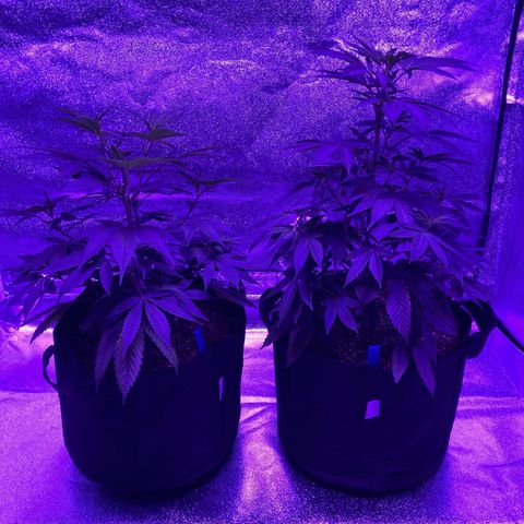 Nuken growlog photo: The Twins.  Identical seedlings stage.  One left totally alone aside from water and eventually nutrients.  No topping or lst.  The other was topped and used plastic lst clips.  I’ll top this one again in a week once the 3rd node forms on each of the tops.  