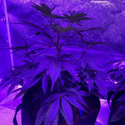 Nuken growlog photo: The Twins.  Identical seedlings stage.  One left totally alone aside from water and eventually nutrients.  No topping or lst.  The other was topped and used plastic lst clips.  I’ll top this one again in a week once the 3rd node forms on each of the tops.  