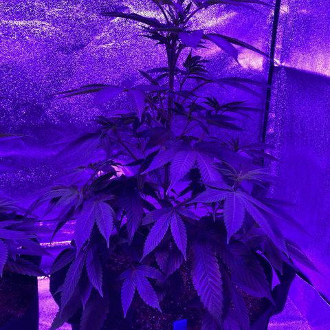 Nuken growlog photo: The Twins.  Identical seedlings stage.  One left totally alone aside from water and eventually nutrients.  No topping or lst.  The other was topped and used plastic lst clips.  I’ll top this one again in a week once the 3rd node forms on each of the tops.  