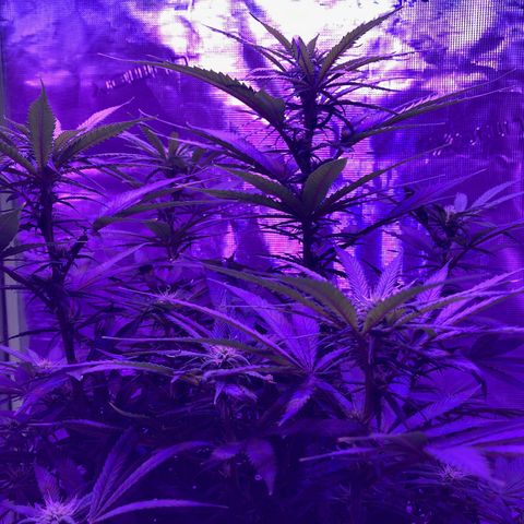 GSC x Jack Herer growlog photo: Week 3 and the tops are starting to develop.  Nice to see the 4 main stalks starting to fill in.