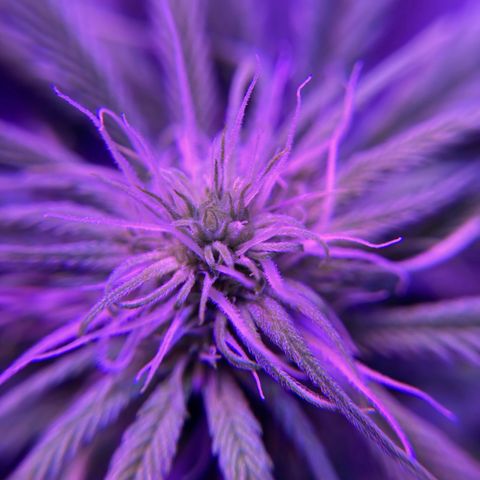 GSC x Jack Herer growlog photo: Week 3 and the tops are starting to develop.  Nice to see the 4 main stalks starting to fill in.