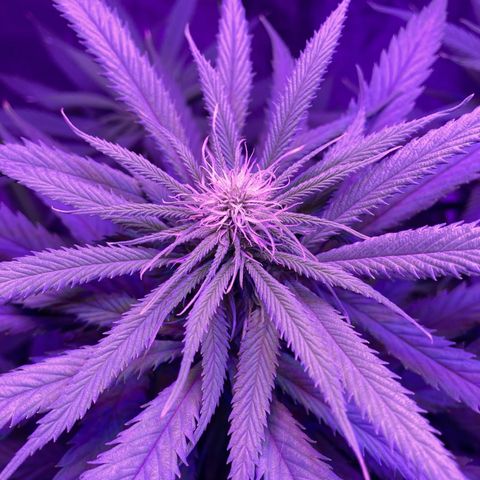 GSC x Jack Herer growlog photo: Week 3 and the tops are starting to develop.  Nice to see the 4 main stalks starting to fill in.