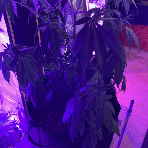 Nuken growlog photo: Should have watered these yesterday.  One of the girls was fairly wilted as I started watering.  Was already peeking up by the time I finished.  