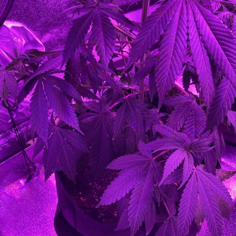 Nuken growlog photo: Should have watered these yesterday.  One of the girls was fairly wilted as I started watering.  Was already peeking up by the time I finished.  
