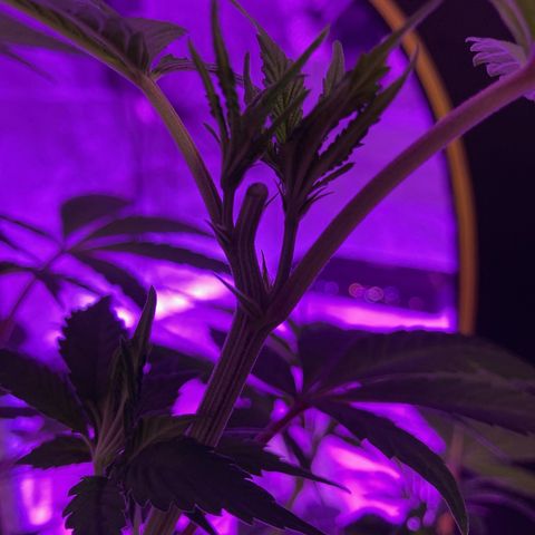Nuken growlog photo: Did a second topping to the one twin.  The other is still original with no topping or lst.  