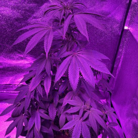 Nuken growlog timeline photo