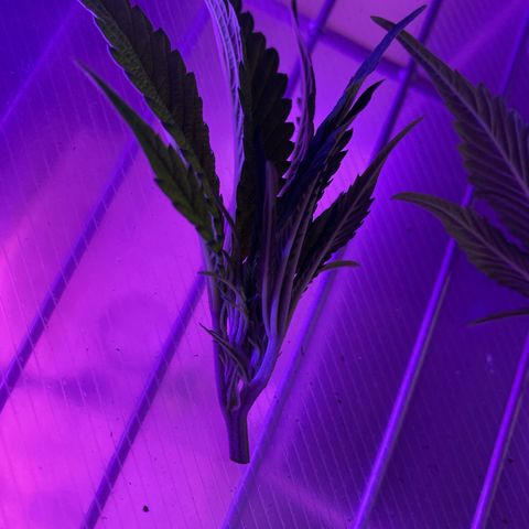 Nuken growlog photo: Did a second topping to the one twin.  The other is still original with no topping or lst.  