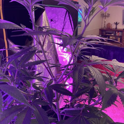 Nuken growlog photo: Did a second topping to the one twin.  The other is still original with no topping or lst.  