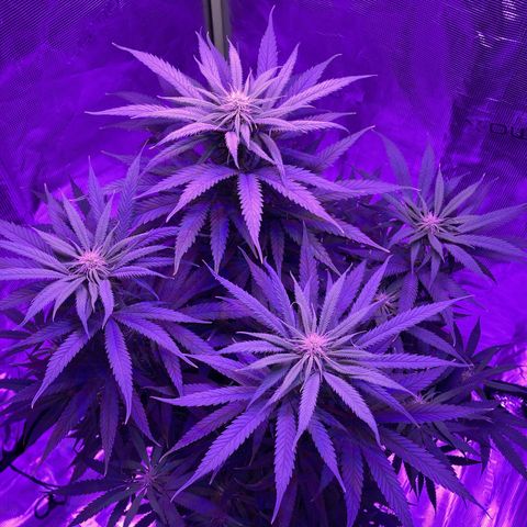 GSC x Jack Herer growlog photo: Week 3 flower.  Every day I see the colas filling in, getting denser, and the pistilles are getting bigger.  