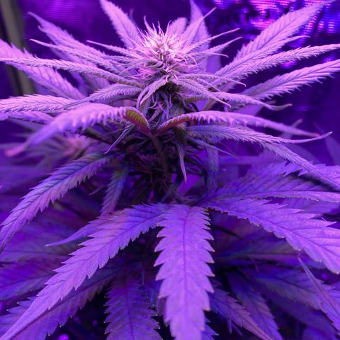 GSC x Jack Herer growlog photo: Week 3 flower.  Every day I see the colas filling in, getting denser, and the pistilles are getting bigger.  