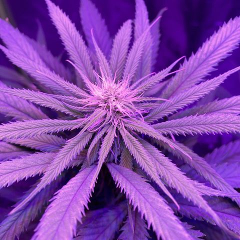GSC x Jack Herer growlog photo: Week 3 flower.  Every day I see the colas filling in, getting denser, and the pistilles are getting bigger.  