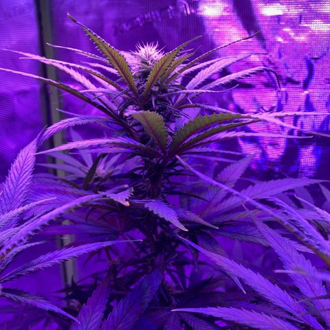 GSC x Jack Herer growlog photo: Week 3 flower.  Every day I see the colas filling in, getting denser, and the pistilles are getting bigger.  