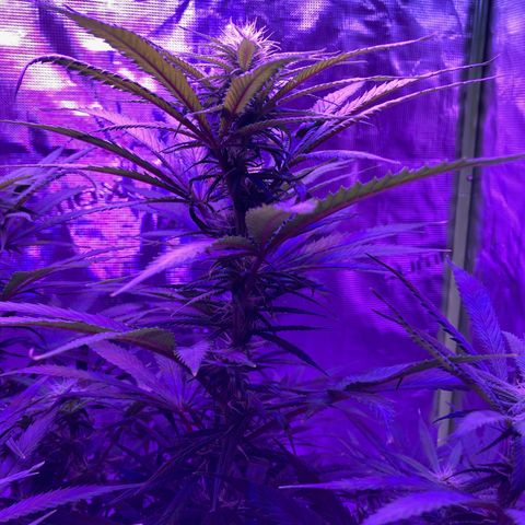 GSC x Jack Herer growlog photo: Getting to the end of week 3.  Consuming more water and noticeably filling in.