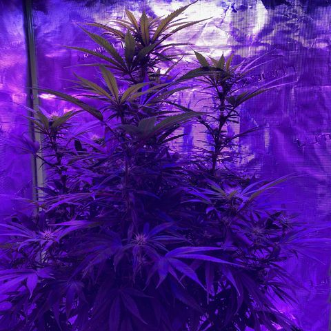 GSC x Jack Herer growlog photo: Getting to the end of week 3.  Consuming more water and noticeably filling in.