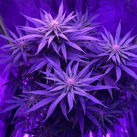 GSC x Jack Herer growlog photo: Getting to the end of week 3.  Consuming more water and noticeably filling in.