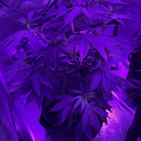 Nuken growlog photo: Ol’ limpy has perked up nicely.  No noticeable issues from the missed watering. (Day late)
All the plants are looking healthy.