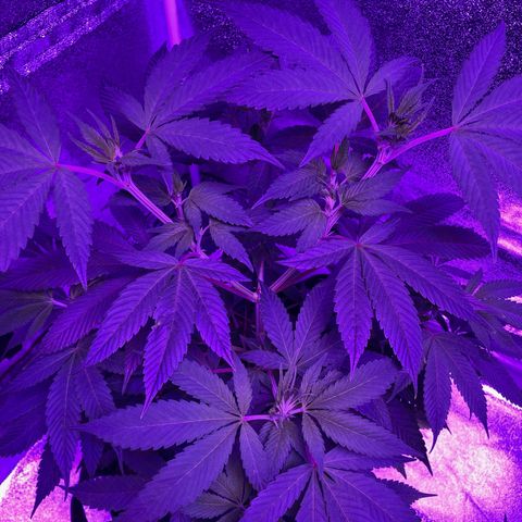 Nuken growlog photo: The Twin doesn’t show any signs of stress from yesterday’s 2nd topping. She’s looking healthy.  This gives at least 3 weeks before going to flower so plenty of recovery time.