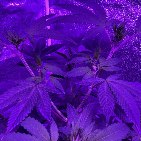 Nuken growlog photo: The Twin doesn’t show any signs of stress from yesterday’s 2nd topping. She’s looking healthy.  This gives at least 3 weeks before going to flower so plenty of recovery time.