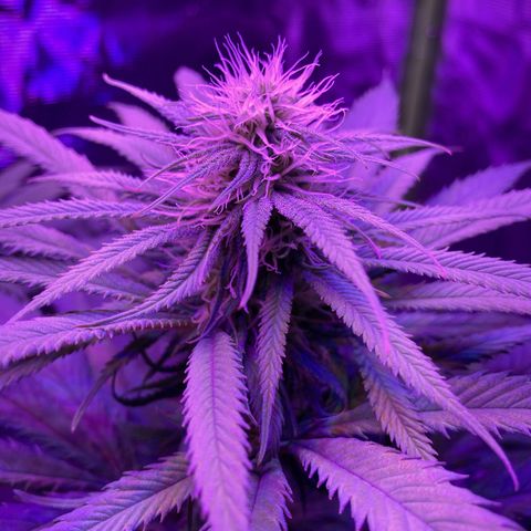 GSC x Jack Herer growlog photo: Flower Week 4