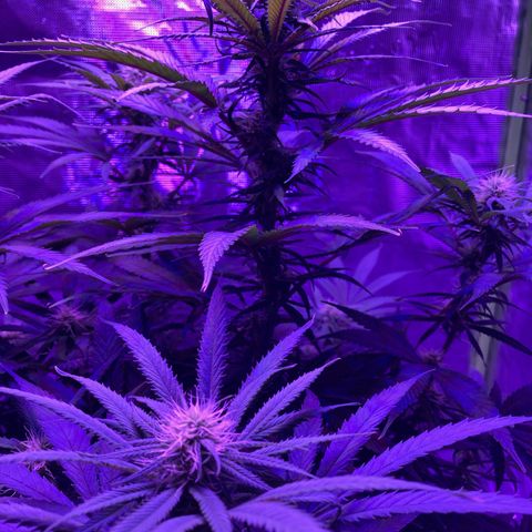GSC x Jack Herer growlog photo: Flower Week 4